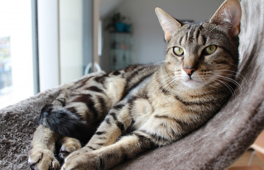 Comment am�nager votre espace int�rieur pour le bien-�tre de votre chat ?